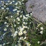 Ranunculus fluitans Blomst