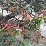 Euphorbia dendroides Leaf