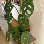 Monstera adansonii Liść