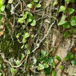 Microgramma vacciniifolia 葉