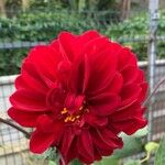 Dahlia pinnataÕis