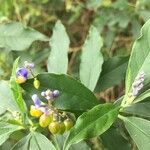 Solanum seaforthianum Квітка