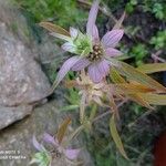 Monarda punctata Blomst