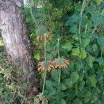 Leonotis nepetifolia Virág