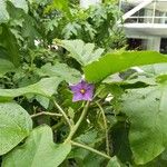 Solanum wrightii Blüte