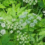 Chaerophyllum hirsutum Flower