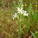 Ornithogalum narbonense Habit