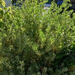 Atriplex lentiformis List