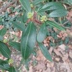 Viburnum propinquum Leaf