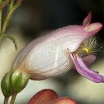 Penstemon palmeri Flor