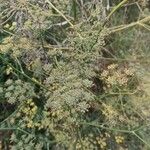 Foeniculum vulgareFlower