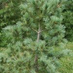 Pinus strobiformis Агульны выгляд