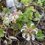 Teucrium pyrenaicumKukka