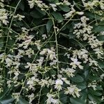 Sophora japonica Virág
