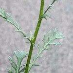 Leucanthemum monspeliense Blad