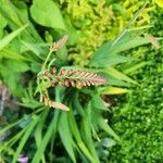 Crocosmia paniculata Flower