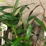 Epidendrum nocturnum List