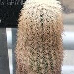 Echinocereus grandis