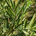 Afrocarpus falcatus ഇല