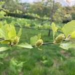 Betula humilis Цветок