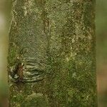 Oxandra asbeckii Corteza