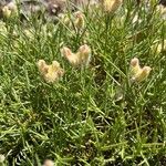 Genista boissieri Likasa