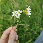 Saxifraga granulataFlor