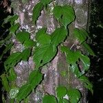 Begonia glabra Alkat (teljes növény)