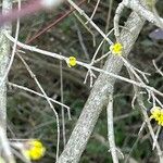 Cornus mas кора