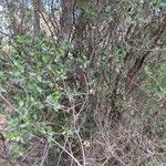 Rhamnus alaternus Агульны выгляд