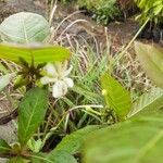 Guettarda scabra Цветок
