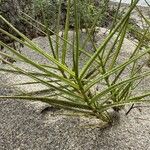 Sporobolus pungens Leaf