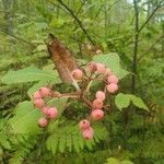 Viburnum nudum Fruto