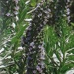 Echium webbii Flors