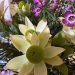 Banksia praemorsa Flower