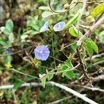 Jacquemontia tamnifolia Flor