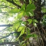 Aesculus hippocastanum 葉