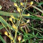 Camelina sativa Fruit