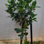 Artocarpus heterophyllus Coajă