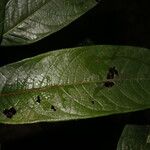 Hirtella guatemalensis Листок