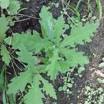 Quercus macrocarpa Blatt