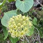 Hedera azorica Žiedas