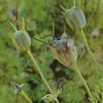 Nigella arvensis Meyve