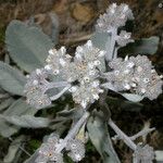 Eriodictyon tomentosum 花
