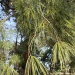 Pinus wallichiana ᱥᱟᱠᱟᱢ