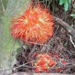 Brownea macrophylla Цвят