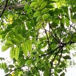 Canarium album पत्ता