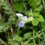 Vicia laeta 花