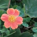 Geum coccineumBlomma