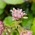 Petasites pyrenaicus Blüte